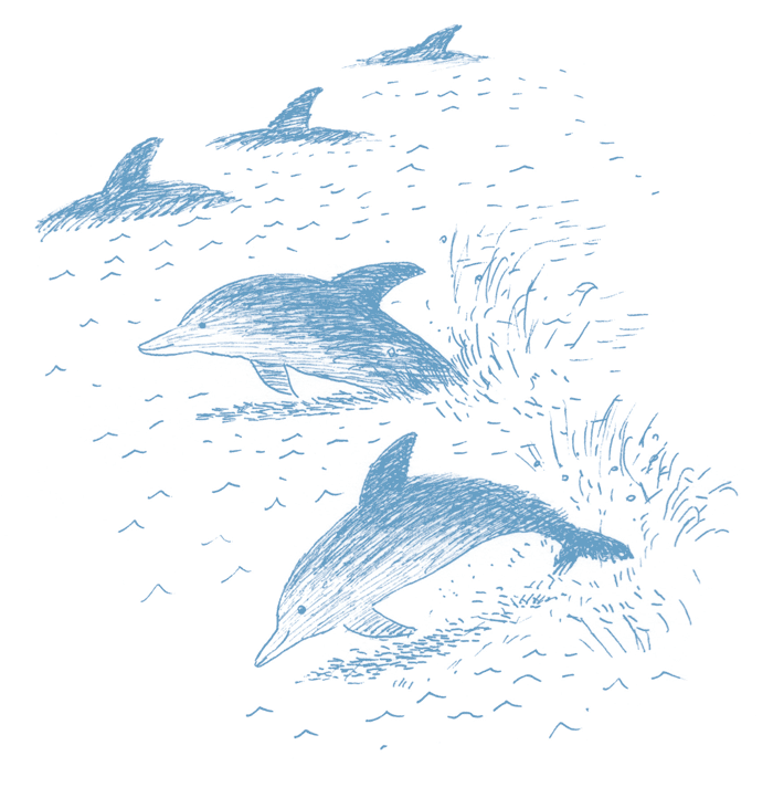 イルカの群れ